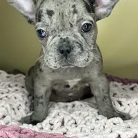 Suzi, a female French Bulldog for sale in New Haven, CT – Photo 1 of 7