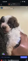 Lola, a female Shih Tzu for sale in New Haven, CT – 3 of 3