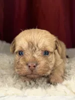 Rugi , a female Shih Tzu for sale in New Haven, CT – Photo 3 of 6