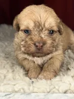 Rugi , a female Shih Tzu for sale in New Haven, CT – Photo 4 of 6