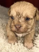 Rugi , a female Shih Tzu for sale in New Haven, CT – Photo 1 of 6