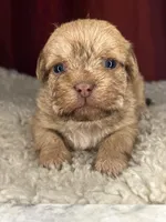 Rugi , a female Shih Tzu for sale in New Haven, CT – Photo 6 of 6