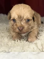 Rugi , a female Shih Tzu for sale in New Haven, CT – Photo 2 of 6