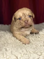 Rugi , a female Shih Tzu for sale in New Haven, CT – Photo 5 of 6