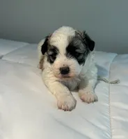 Daisy, a female Shih Tzu for sale in New Haven, CT – 3 of 9