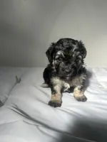 Mocha, a female Shih Tzu for sale in New Haven, CT – 5 of 8