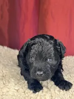 Teddy, a male Shih Tzu for sale in New Haven, CT – Photo 6 of 8