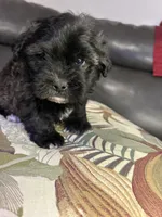 Teddy, a male Shih Tzu for sale in New Haven, CT – 2 of 5