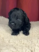 Teddy, a male Shih Tzu for sale in New Haven, CT – Photo 1 of 8