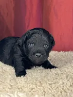 Teddy, a male Shih Tzu for sale in New Haven, CT – Photo 5 of 8