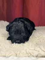 Teddy, a male Shih Tzu for sale in New Haven, CT – Photo 3 of 8