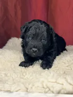 Teddy, a male Shih Tzu for sale in New Haven, CT – Photo 4 of 8