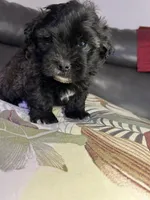 Teddy, a male Shih Tzu for sale in New Haven, CT – 4 of 5