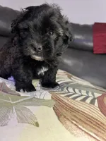 Teddy, a male Shih Tzu for sale in New Haven, CT – 5 of 5