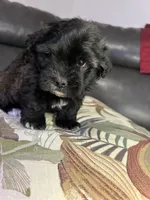 Teddy, a male Shih Tzu for sale in New Haven, CT – 3 of 5
