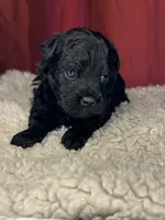 Teddy, a male Shih Tzu for sale in New Haven, CT – Photo 8 of 8