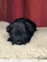 Teddy, a male Shih Tzu for sale in New Haven, CT – Photo 2 of 8