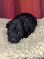 Teddy, a male Shih Tzu for sale in New Haven, CT – Photo 7 of 8