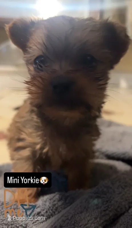 Mini  “Yorkie” – Yorkshire Terrier puppy for sale in New Haven, CT