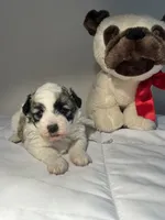 Daisy, a female Shih Tzu for sale in New Haven, CT – 9 of 9