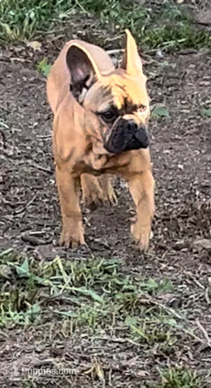 Shella – French Bulldog puppy for sale in New Haven, CT