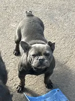 Girdy , a female French Bulldog for sale in New Haven, CT – 2 of 3