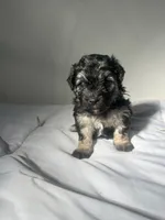 Mocha, a female Shih Tzu for sale in New Haven, CT – 8 of 8
