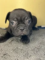 Rosey, a female French Bulldog for sale in New Haven, CT – Photo 4 of 4