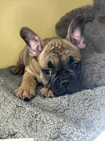 Shella , a female French Bulldog for sale in New Haven, CT – 3 of 7