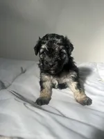 Mocha, a female Shih Tzu for sale in New Haven, CT – 4 of 8