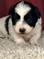 Panda, a male Shih Tzu for sale in New Haven, CT – Photo 2 of 5