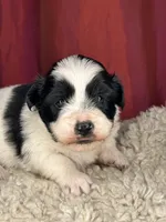 Panda, a male Shih Tzu for sale in New Haven, CT – Photo 5 of 5