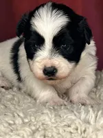 Panda, a male Shih Tzu for sale in New Haven, CT – Photo 1 of 5