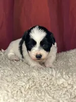 Panda, a male Shih Tzu for sale in New Haven, CT – Photo 4 of 5