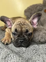 Shella , a female French Bulldog for sale in New Haven, CT – 6 of 7