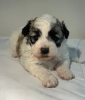 Daisy, a female Shih Tzu for sale in New Haven, CT – 6 of 9