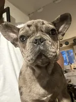 Suzi, a female French Bulldog for sale in New Haven, CT – 1 of 4