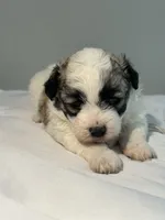 Daisy, a female Shih Tzu for sale in New Haven, CT – 7 of 9