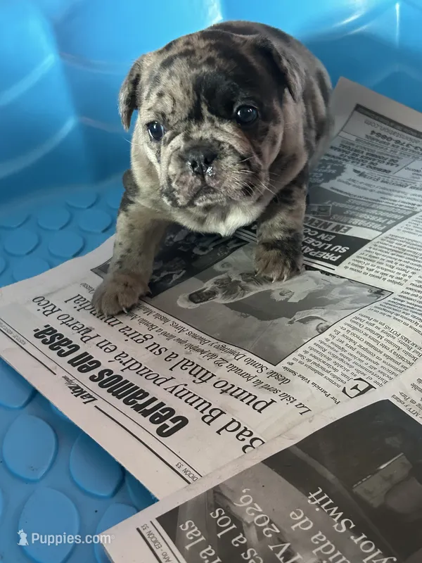 Milo – French Bulldog puppy for sale in New Haven, CT