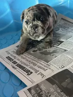 Milo, a male French Bulldog for sale in New Haven, CT – 1 of 4