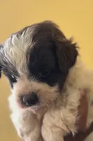 Lola, a female Shih Tzu for sale in New Haven, CT – 2 of 3