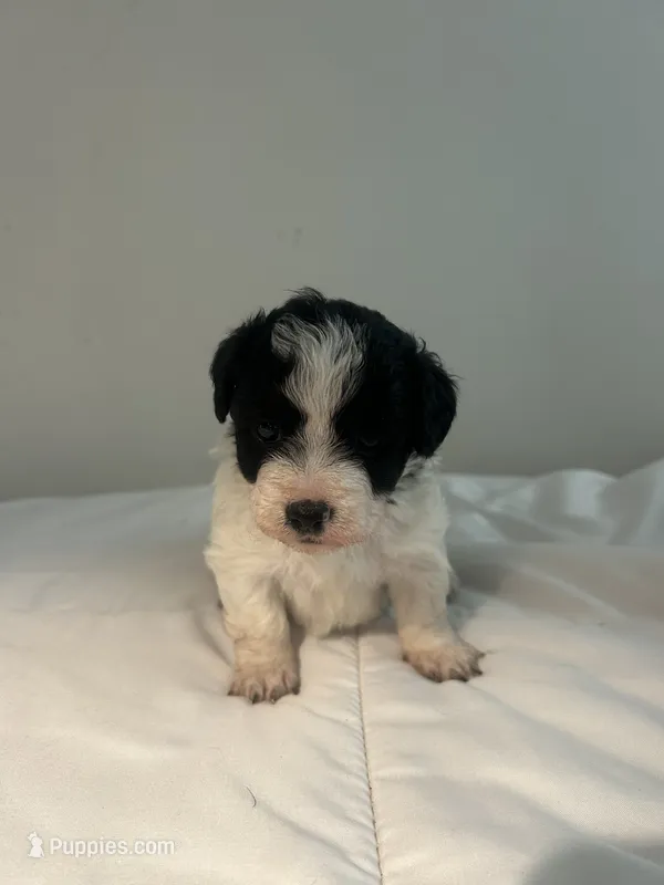 Lulu – Shih Tzu puppy for sale in New Haven, CT
