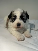 Daisy, a female Shih Tzu for sale in New Haven, CT – 8 of 9