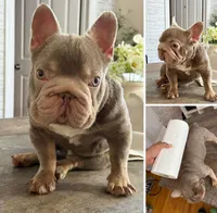 Ropey , a male French Bulldog for sale in New Haven, CT – 2 of 3