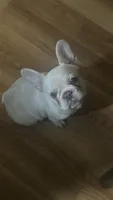 Chica, a female French Bulldog for sale in New Haven, CT – 2 of 4