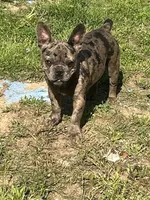 Suzi, a female French Bulldog for sale in New Haven, CT – 4 of 4