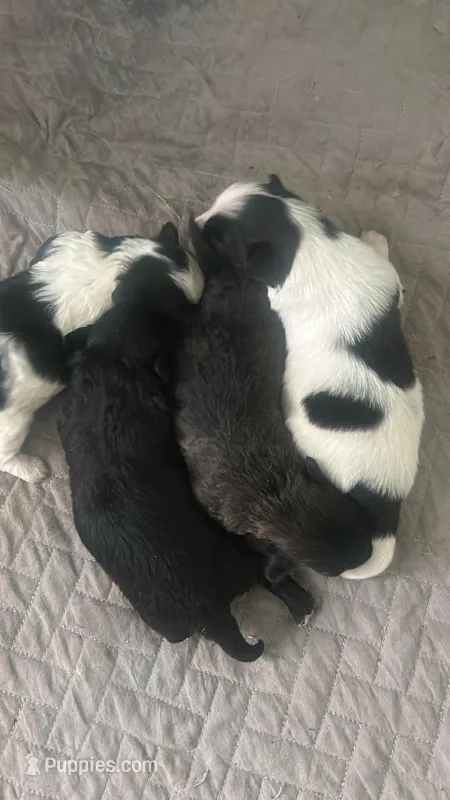 Shihtzu – Shih Tzu puppy for sale in New Haven, CT