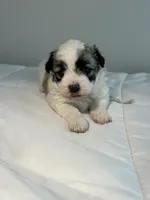 Daisy, a female Shih Tzu for sale in New Haven, CT – 2 of 9