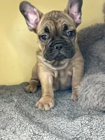 Shella , a female French Bulldog for sale in New Haven, CT – 4 of 7