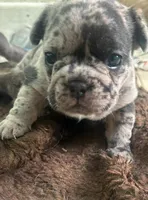 Milo, a male French Bulldog for sale in New Haven, CT – 2 of 4